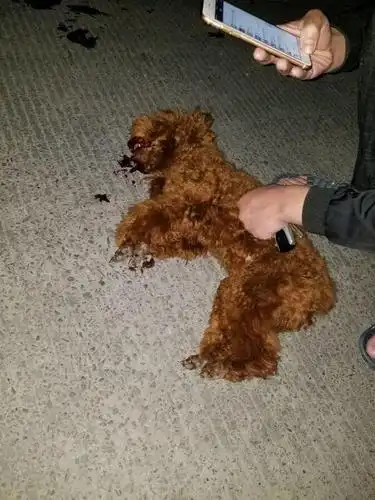 评评理!小区里撞死的泰迪要赔1000大洋,过不过分