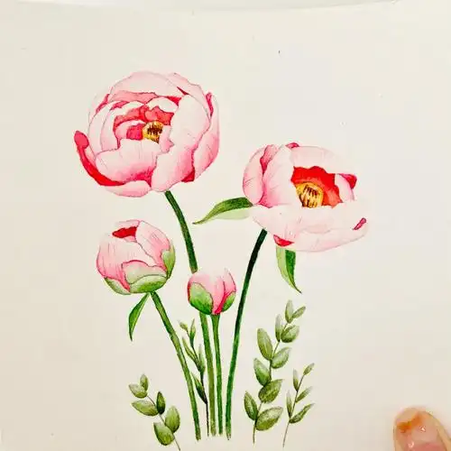 水彩画教程芍药