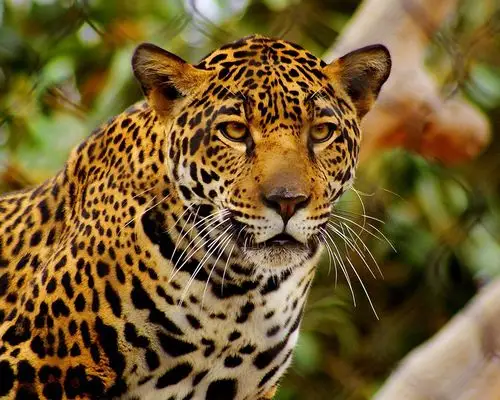 捷豹在动物园里 壁纸 - 1280x1024