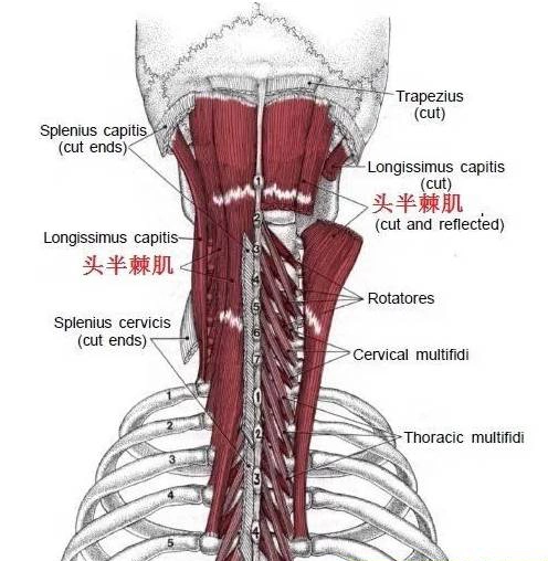 每日一"击"之横突棘肌