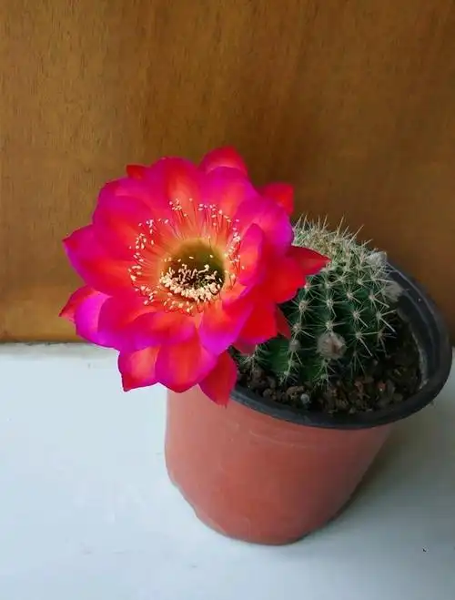 仙人球界的"仙女"—宝莲灯,花朵又美又仙,每年开花好几次