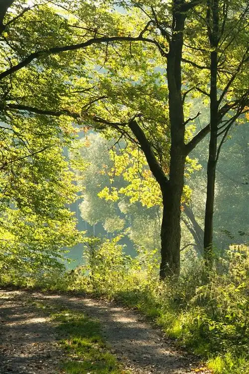 首页 自然与风景 森林和树木iphone 壁纸:750x1334 (iphone 8/7/6/6s)