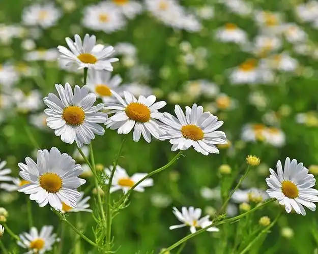 雏菊意大利国花权志龙最爱zara春季新品包