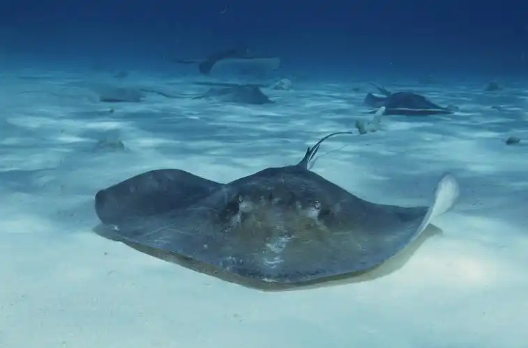 stingray city