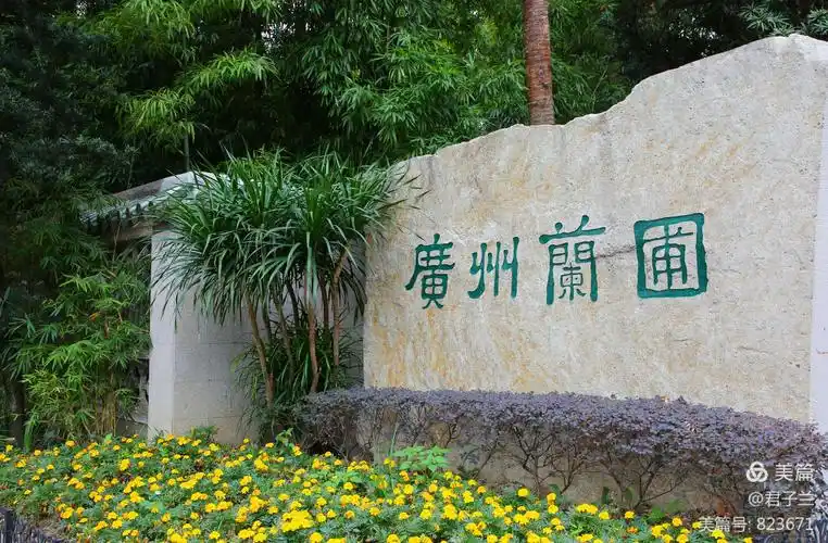 广州兰圃的兰花 - 美篇