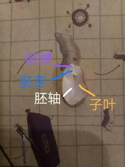 实验结果:花生有两片子叶.胚由胚根,胚芽,胚轴组成