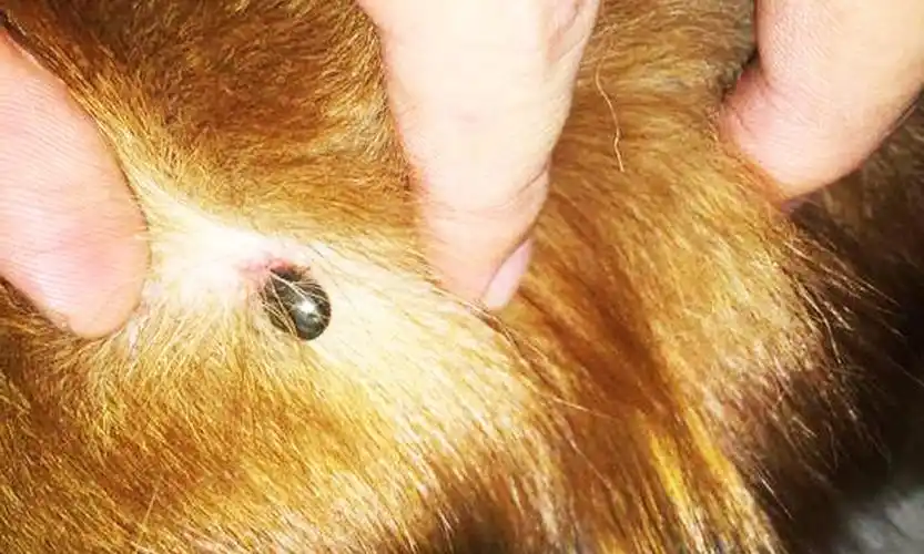 原创狗狗身上有蜱虫如何正确处理看完这篇再弄以免给狗造成伤害