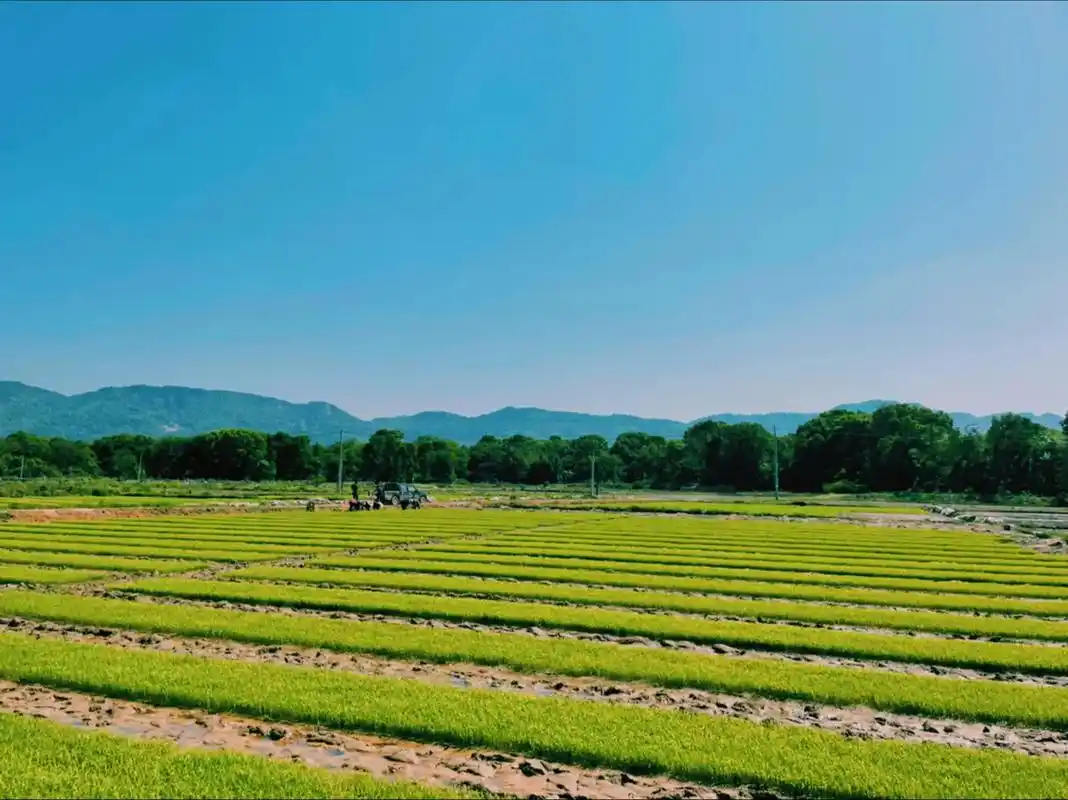 今日收藏照片#春已至花已开愿山河无恙人间皆安 #乡村田园生活 - 抖音