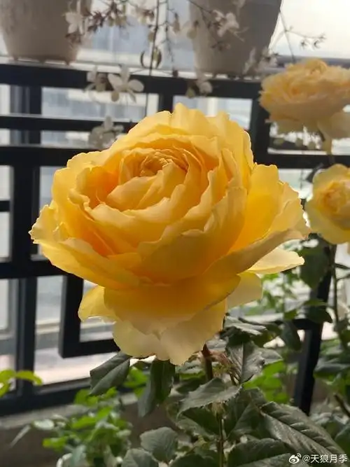 那就分享一抹【阳光笑容】吧!