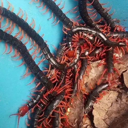 活体红头大蜈蚣活虫少棘红脚蜈蚣发色饲料红龙鱼泡酒喂鸟画眉提性