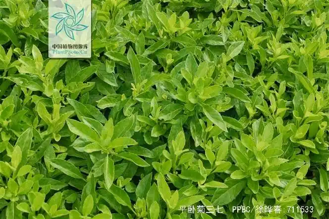 p>平卧菊三七(学名: i>gynura procumbens /i> (lour.) merr.