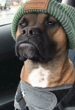 2019年度沙雕狗子最后一个笑岔气