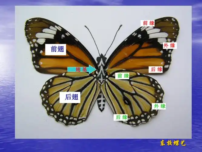 蝶翅定位与书签制作