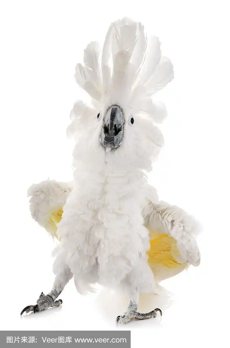 白伞膜凤头鹦鹉,宠物,背景分离,法国,垂直画幅