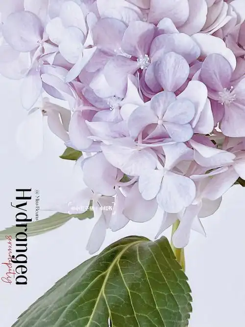 绣球香芋紫绣球盈盈花盛处