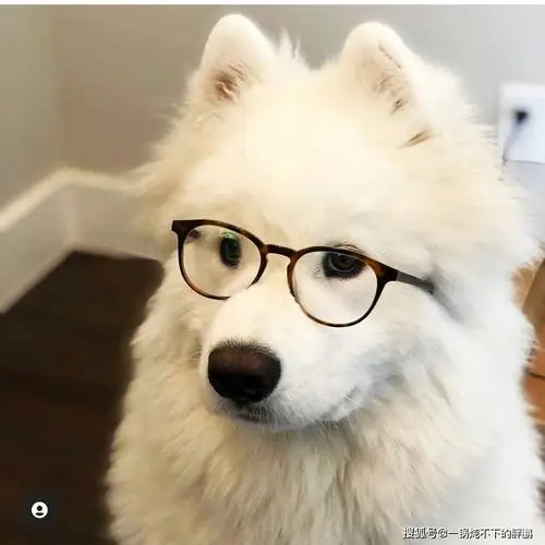 搞笑萌宠的不心动挑战,第5弹!你心动了吗?