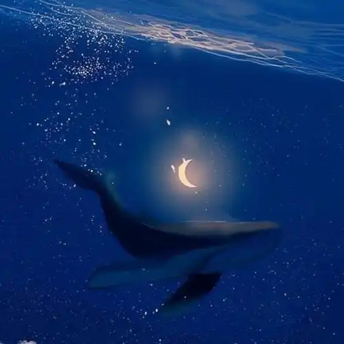 后摇鲸落于海星沉于洼