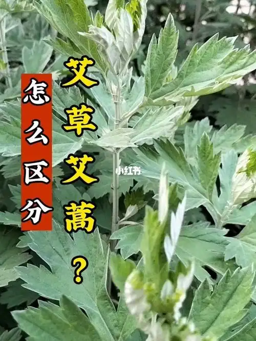 你知道怎么区分真假艾草和艾蒿吗