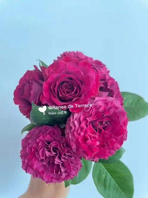 reneedeterrace珍贵时刻月季