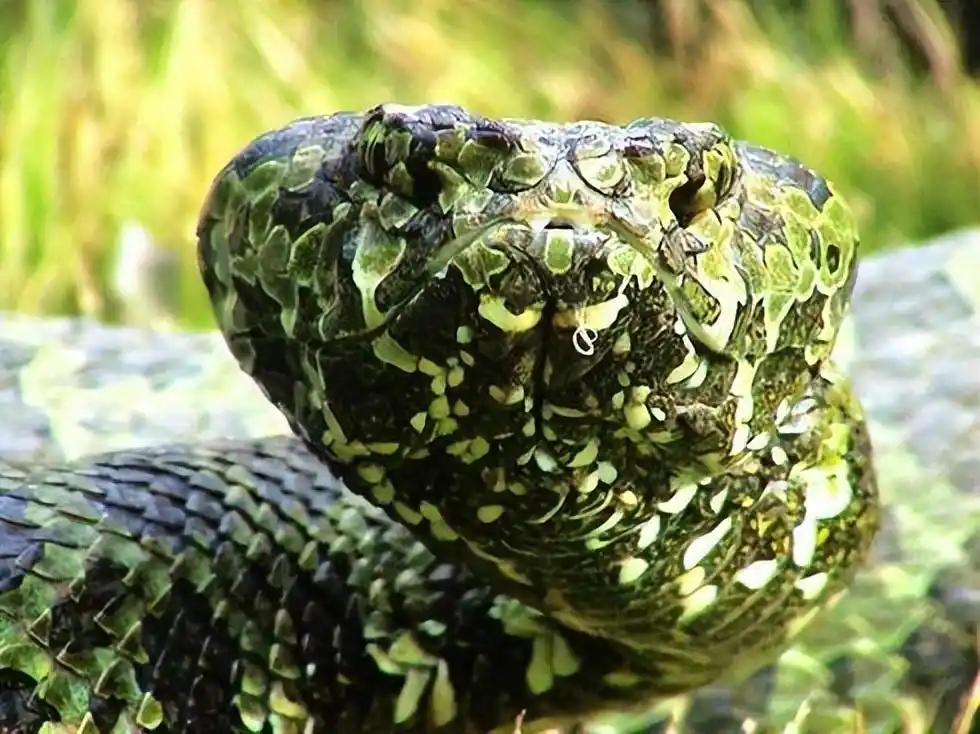 莽山烙铁头蛇为啥这么少?我国不到500条,外国专家却拿它做研究