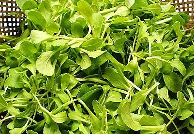 鸡毛菜又名青菜,小白菜,上海青,是十字花科蔬菜大白菜的变种,为含