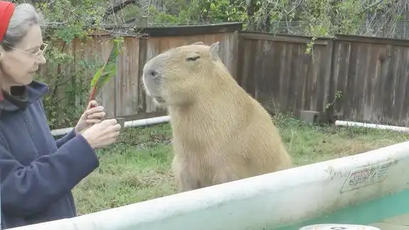 老外养巨型仓鼠1万买回家搭窝花了50万有钱真快乐