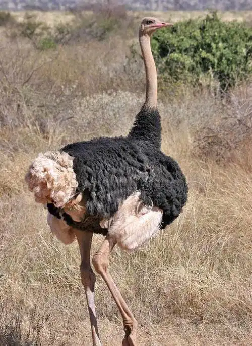 非洲鸵鸟 (动物)
