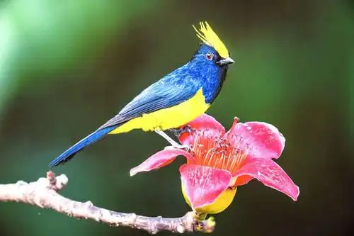 难得一见的世界珍稀鸟类摄影展