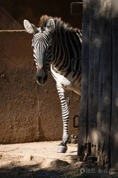 绿斑马站在阳光明媚的谷仓门口