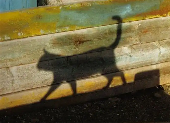 猫影子 - 堆糖,美图壁纸兴趣社区