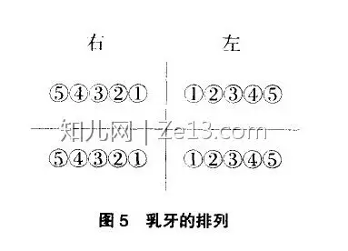 婴儿5个月多一点下面出牙齿了,属于正常吗