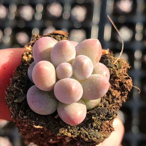 汤圆组合花卉迷你室内办公室办公盆栽肉肉韩国多肉植物