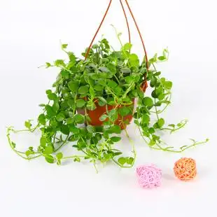 室内串钱藤吊篮花卉植物小盆栽吊金钱垂挂多肉绿植防辐射趣味藤蔓