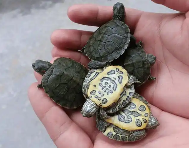 原创亚洲巨龟为什么叫屎王乌龟都有哪些品种
