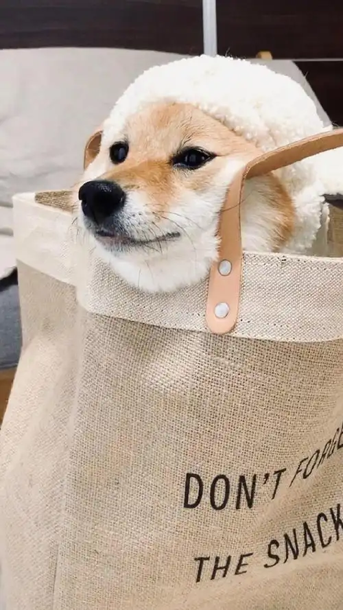 蠢萌可爱柴犬手机壁纸