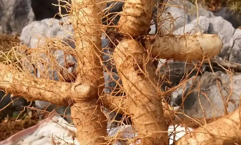 黄精和玉竹的区别有哪些?简单几点轻松分辨