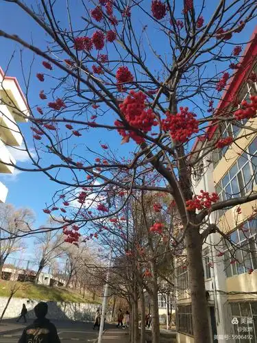 张燃原创诗歌作品《花楸树之恋》