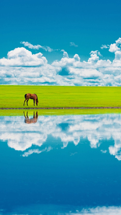 蓝天白云草原放牛手机端h5背景