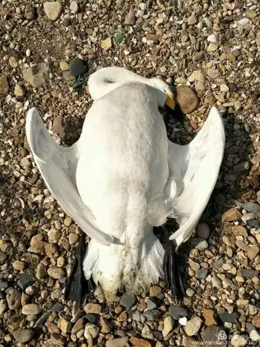 农夫老师赶紧用相机记录下来,并在附近打听野生动物的管理部门,无果.