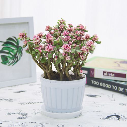 金枝玉叶盆栽植物室内花卉观花植物绿植四季常青雅乐之舞多肉植物不含