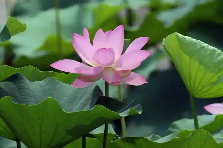 游中科院植物研究所的水生植物园区(3 荷花)