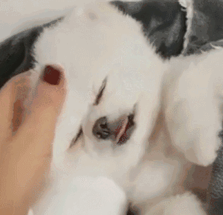 狗狗刚睡醒揉眼睛像是小孩子这一幕真是萌出新境界