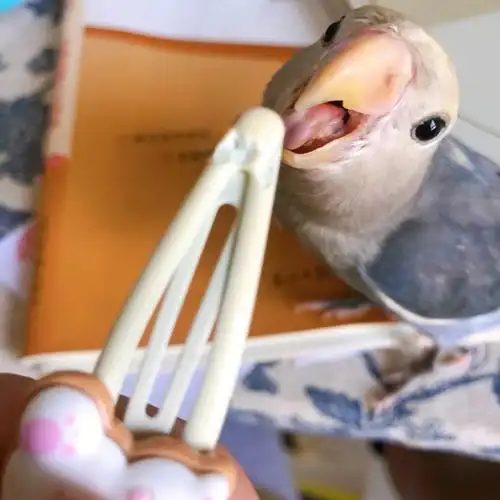 牡丹鹦鹉有什么是小鸟啃不坏的东西吗