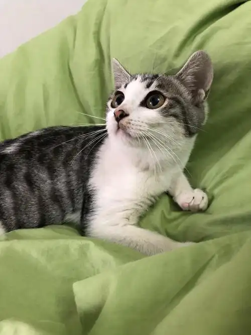 深圳美短串串领养