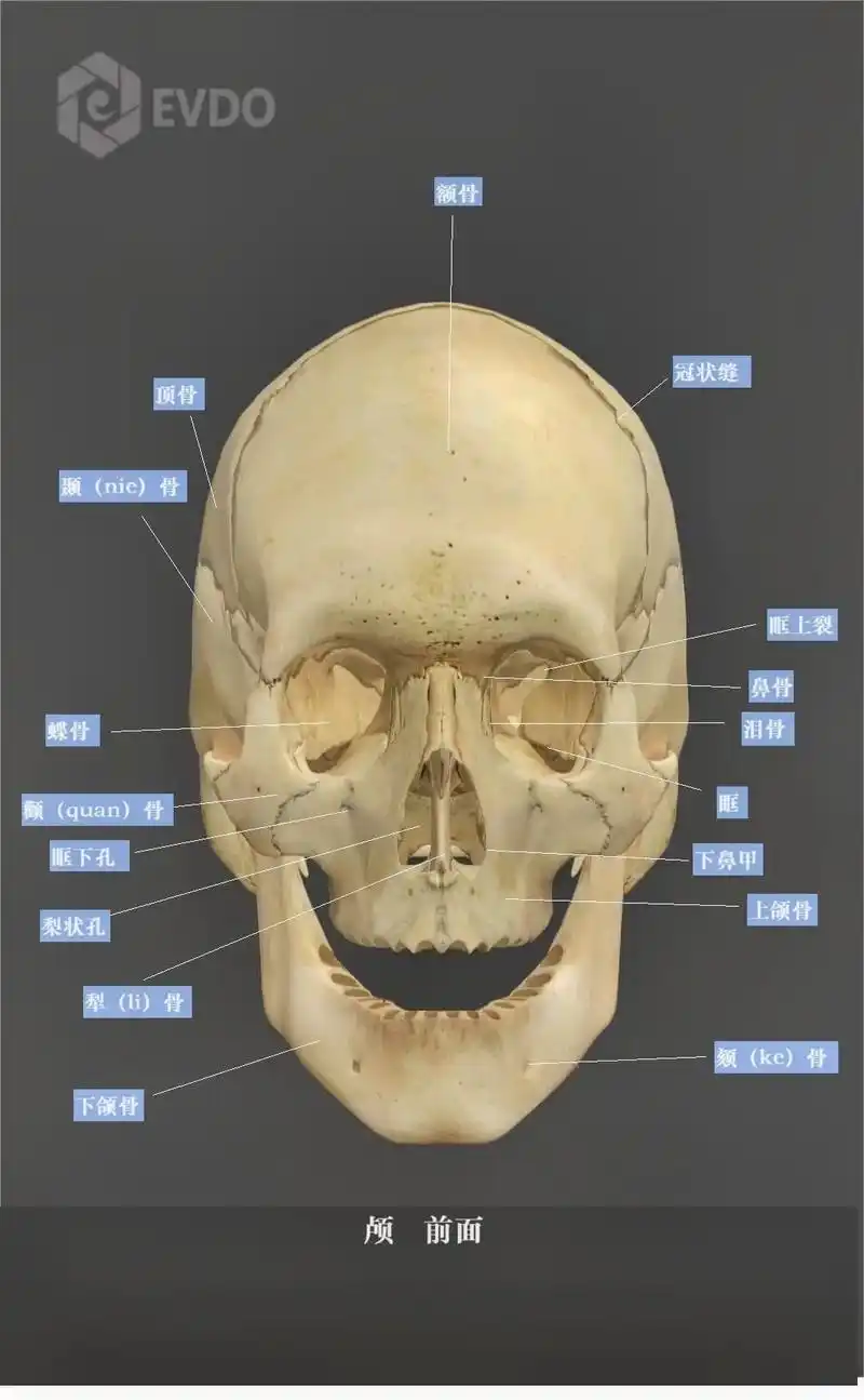 颅骨.#人体解剖学 #医学科普 #关注我每天坚持分享知识 # - 抖音
