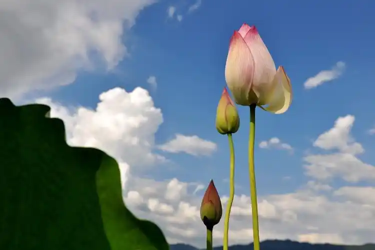 蓝天背景的荷花