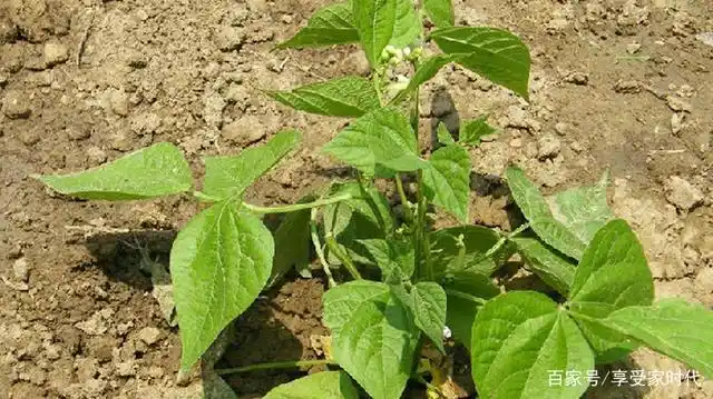 芸豆苗期怎么管理
