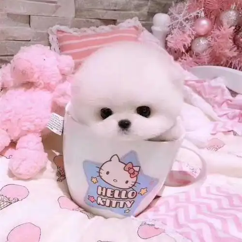 茶杯泰迪犬寿命一般有多久_茶杯犬百科_狗扑茶杯犬网