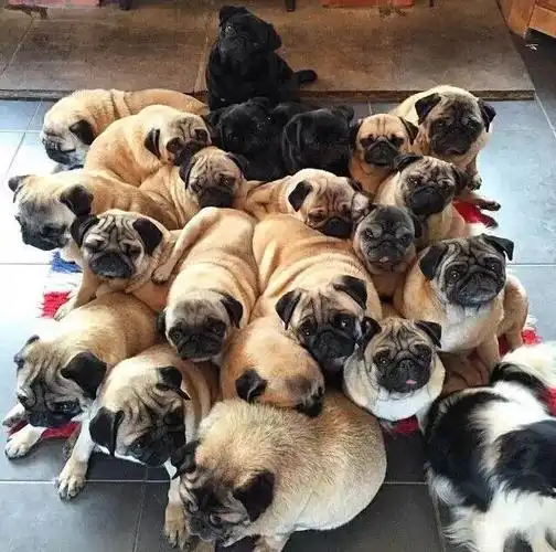 网友说,他养了一群狗,每天过的跟皇帝一样