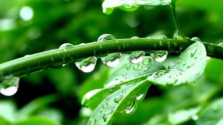 情人眼里出西施在爱情里能包容对方所有缺点的四大生肖女